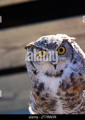 Eulenporträt Natur im Freien Stockfoto