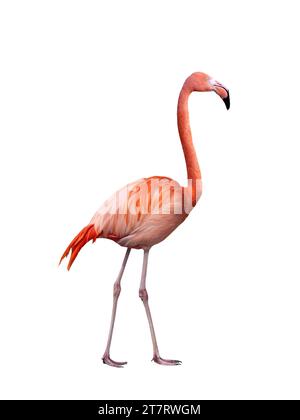 Singender Flamingo auf weißem Hintergrund Stockfoto