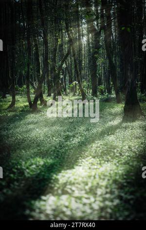 Sonnige Waldlichtung. Musikerpark in Shekvetili. Stockfoto