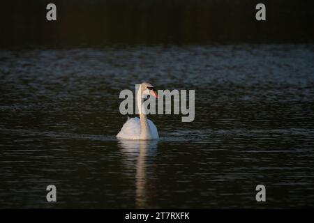 Ein wunderschöner einsamer Mute Schwan (Cygnus olor) schwimmt in der Abenddämmerung an den Al Qudra Seen in Dubai, Vereinigte Arabische Emirate. Stockfoto