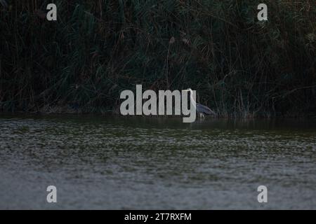 Ein einsamer Graureiher (Ardea cinerea) jagt in der Abenddämmerung an den Al Qudra Seen in Dubai, Vereinigte Arabische Emirate. Stockfoto