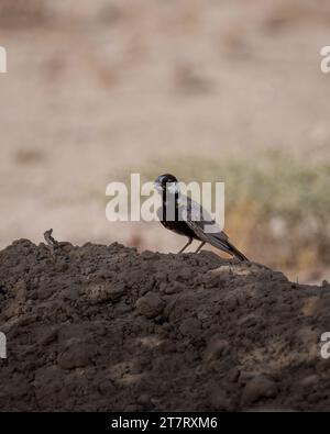 Eine einsame Schwarzkronen-Spatzenlarche (Eremopterix nigriceps), die auf einem Erdhügel im Schatten eines Baumes am Al Marmoon DCR in Dubai, United AR, ruht Stockfoto
