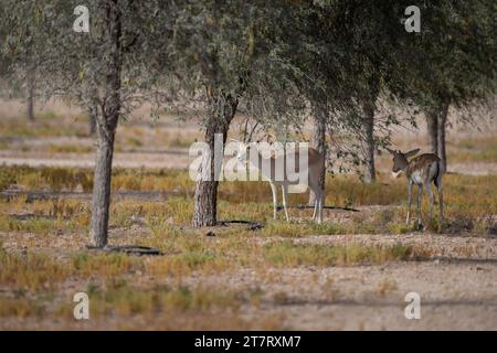 Ein Paar arabischer Sandgazelle (Gazella marica), die im Schatten der Bäume in ihrem natürlichen Lebensraum im Al Marmoom DCR in Dubai, United Arab EMI, steht Stockfoto