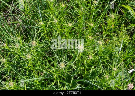 Carlina biebersteinii-Pflanze auf dem Feld der Natur. Carlina vulgaris oder Carline-Distel, Familie Asteraceae Compositae. Carlina corymbosa. Stockfoto