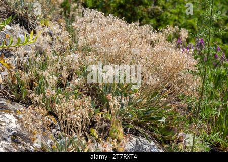 Nahaufnahme der trocknenden Körner auf dem Feld, warmes Licht, Stiele und Blätter sowie Saatköpfe mischen sich zu einem rauen goldenen Hintergrund von Agrocu Stockfoto