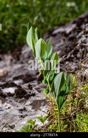 Unreife Beeren des Robbens von Angular Salomon, auch bekannt als Duftsaube von Salomon, Polygonatum odoratum. Stockfoto