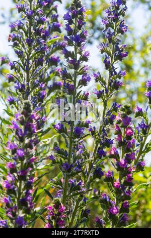 Echium vulgare. Wunderschöne Wildblumen. Blaue Blumen, sommerlicher Blumenhintergrund. Nahaufnahme. Bokeh. Wunderschöne Natur. Blühende Wiese bei sonnigem Wetter. Stockfoto