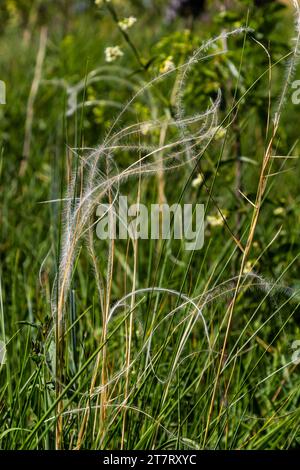 Federgras, Stipa pennata und Timothy Gras, Phleum pratense auf einer Steppenwiesen. Stockfoto