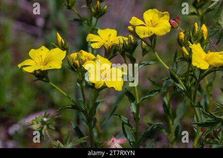 Wunderschöne, leuchtend gelbe Blumen aus goldenem Flachs. Bergblumen im Hintergrund. Goldener Flachs, gelber Flachs, Linum flavum, Linum tauricum. Stockfoto