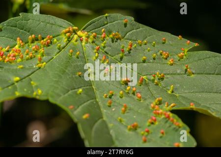 Acer opalus subsp granatensis parasitiertes Blatt mit Kiemen intensiver roter Farbe aus Aceria cf macrorhyncha natürlichem Licht. Stockfoto