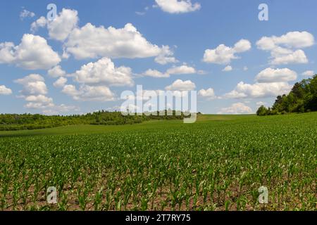 Reihen von Maiskeimen beginnen zu wachsen. Junge Maiskeimlinge wachsen in einem fruchtbaren Boden. Ein landwirtschaftliches Feld, auf dem junger Mais aufwächst. Ländliche Gebiete Stockfoto