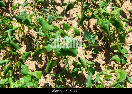 Das Feld des Sprossen-Buchweizens im Hintergrund des Himmels. Buchweizen, Fagopyrum esculentum, japanischer und Silberhüllenbuckweizen auf dem Feld. Nahaufnahme Nursing Bu Stockfoto