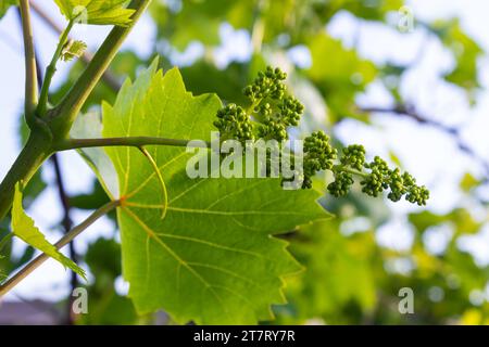 Blühende Trauben am blauen Himmel. Blühende Rebe. Weinrebe mit jungen Blättern und Knospen, die im Weinberg blühen. Stockfoto