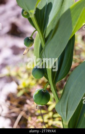 Unreife Beeren des Robbens von Angular Salomon, auch bekannt als Duftsaube von Salomon, Polygonatum odoratum. Stockfoto