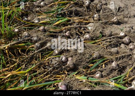 Der ausgegrabene Knoblauch wird an einem Sommertag auf einem Gartenbett getrocknet. Stockfoto