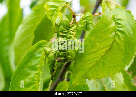 Verdrehte Kirschblätter. Kirschzweig mit zerknitterten Blättern durch schwarze Blattläuse. Blattläuse, Aphis schneideri, schwere Schäden durch Gartenschädlinge. Stron Stockfoto