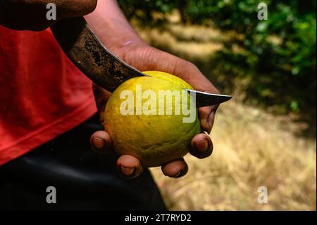 Sweet Malta Orange Fruit Plant oder Sweet Malta Lemon ist eine köstliche und leicht zu schälende Frucht, die reich an Vitaminen, Mineralien und Antioxidantien ist und im Allgemeinen als Geschmack wie Melasse beschrieben wird. Die Farbe ähnelt der Farbe kräftig (dunkelbraun), ist aber leicht süß und die Vorteile von gepfropften Bäumen produzieren schneller Früchte. Lokal angebaute grüne süße Orange, oder Malta, erhöht die Immunität und hat sich als sehr hilfreich bei der Behandlung von Menschen mit Anämie erwiesen. Die beliebte Frucht enthält auch eine Faserart namens Pektin, die zur Vorbeugung von Darmkrebs beiträgt. Nabin Nagar, Westbengalen, Indien. Stockfoto