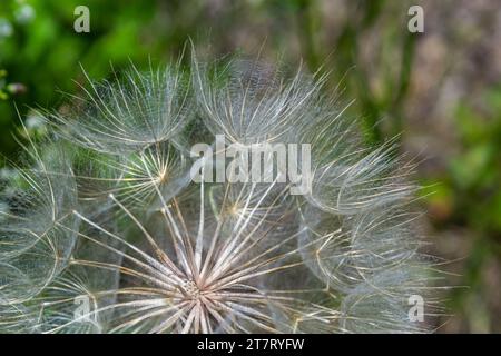 Goatsbeard, Tragopogon pratensis, Blütenkernkopf aus nächster Nähe mit federleichten Samen und einem verschwommenen Hintergrund aus Blättern. Stockfoto