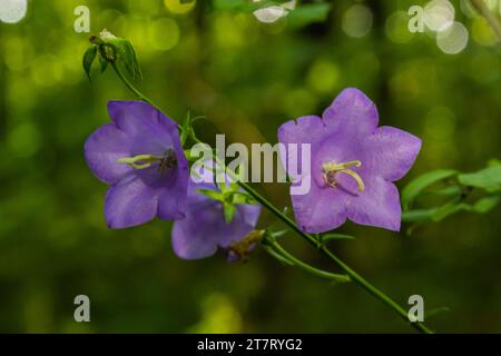 Ballonblume, Tossock Bellflower, Campanula persicifolia oder Campanula carpatica violette Glockenblumen im Herbstgarten. Stockfoto