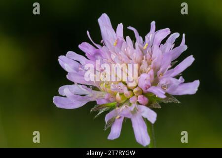 Wunderschöne einzelne Blume des Feldes skaböse Knautia arvensis, Nahaufnahme auf dem grünen, verschwommenen Hintergrund. Stockfoto