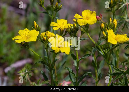 Wunderschöne, leuchtend gelbe Blumen aus goldenem Flachs. Bergblumen im Hintergrund. Goldener Flachs, gelber Flachs, Linum flavum, Linum tauricum. Stockfoto