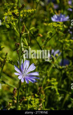 Blühende Chicorée, gewöhnlicher Chicorée Cichorium Intybus. Honigpflanze, Nektar und Pollen. Kaffeeersatz. Verwendet in Süßwaren, Konservenherstellung, Zapfen Stockfoto