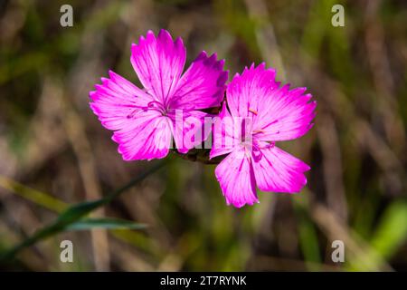 Karthusische rosa Blumen Dianthus carthusianorum auf einer Sommerwiese. Anwendung in der traditionellen Medizin gegen Rheuma. Stockfoto