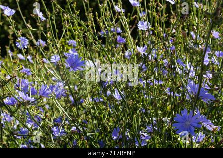 Blühende Chicorée, gewöhnlicher Chicorée Cichorium Intybus. Honigpflanze, Nektar und Pollen. Kaffeeersatz. Verwendet in Süßwaren, Konservenherstellung, Zapfen Stockfoto