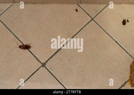 Tote Kakerlaken (Blattella germanica), auf dem Badezimmerboden, mit einem Pestizid getötet. Hausschädlinge. Kakerlakenbefall. Stockfoto