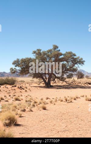 Der Kameldorn oder Giraffe Dorn (Acacia erioloba oder Vachellia erioloba) ist ein immergrüner Baum, der im südlichen Afrika beheimatet ist. Dieses Foto wurde von Namib-Na aufgenommen Stockfoto