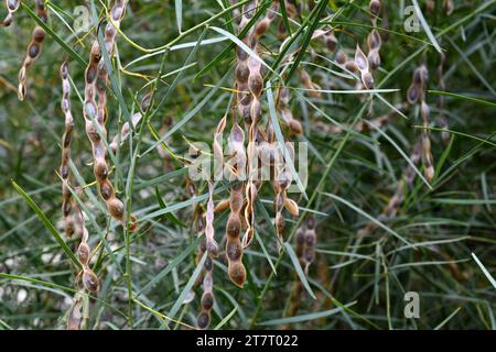 Willow-leaved wattle (Acacia iteaphylla) ist ein immergrüner Strauch, der in Südaustralien endemisch ist. Früchte und Blätter Detail. Stockfoto