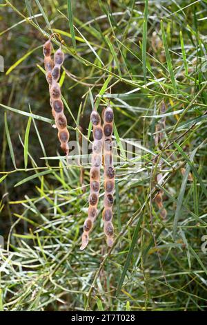 Willow-leaved wattle (Acacia iteaphylla) ist ein immergrüner Strauch, der in Südaustralien endemisch ist. Früchte und Blätter Detail. Stockfoto