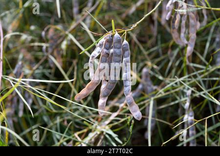 Willow-leaved wattle (Acacia iteaphylla) ist ein immergrüner Strauch, der in Südaustralien endemisch ist. Früchte und Blätter Detail. Stockfoto