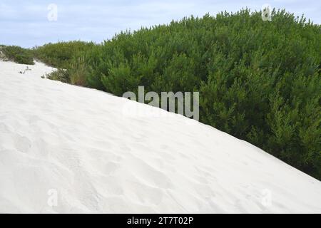 Langblättrige Wettle (Acacia longifolia) ist ein immergrüner Sträucher oder kleiner Baum, der im Südosten Australiens beheimatet ist und in Portugal und Süd-Afri eingebürgert wurde Stockfoto