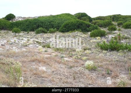 Langblättrige Wettle (Acacia longifolia) ist ein immergrüner Sträucher oder kleiner Baum, der im Südosten Australiens beheimatet ist und in Portugal und Süd-Afri eingebürgert wurde Stockfoto