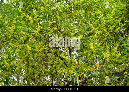 Langblättrige Wettle (Acacia longifolia) ist ein immergrüner Sträucher oder kleiner Baum, der im Südosten Australiens beheimatet ist und in Portugal und Süd-Afri eingebürgert wurde Stockfoto