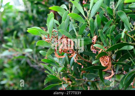 Langblättrige Wettle (Acacia longifolia) ist ein immergrüner Sträucher oder kleiner Baum, der im Südosten Australiens beheimatet ist und in Portugal und Süd-Afri eingebürgert wurde Stockfoto