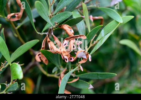 Langblättrige Wettle (Acacia longifolia) ist ein immergrüner Sträucher oder kleiner Baum, der im Südosten Australiens beheimatet ist und in Portugal und Süd-Afri eingebürgert wurde Stockfoto