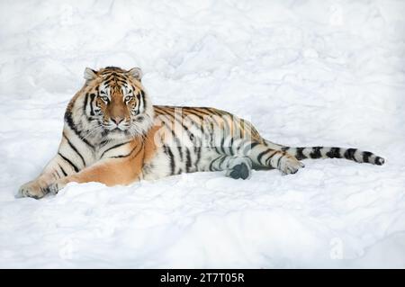 tiger liegt im Winter auf dem Schnee Stockfoto