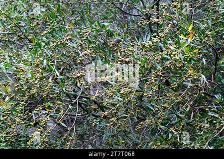 Galle eines Kalkwespenparasiten (Trichilogaster acaciaelongifoliae) der Langblättrige. Langblättrige Wassernessel (Acacia longifolia) ist ein immergrüner Sch Stockfoto