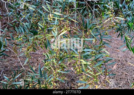 Galle eines Kalkwespenparasiten (Trichilogaster acaciaelongifoliae) der Langblättrige. Langblättrige Wassernessel (Acacia longifolia) ist ein immergrüner Sch Stockfoto