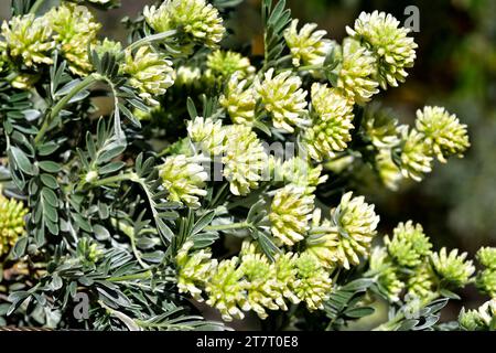 Barba de Jupiter (Anthyllis barba-jovis) ist ein immergrüner Strauch, der im westlichen Mittelmeerraum beheimatet ist. Blumen und Blätter Detail. Stockfoto