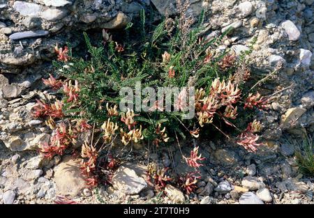 Astragale de Montpellier (Astragalus monspessulanus) ist ein ausdauerndes Kraut, das im westlichen Mittelmeerraum (Frankreich, Spanien, Italien, Algerien und Moro) beheimatet ist Stockfoto