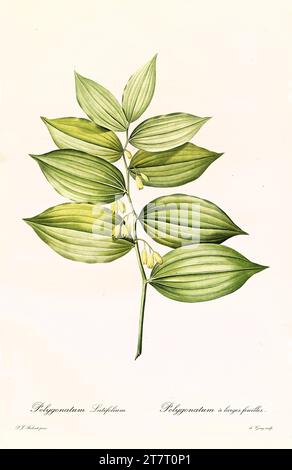 Alte Illustration der Salomonschen Dichtung (Polygonatum hirtum). Les Liliacées, von P. J. Redouté. Impr. Didot Jeune, Paris, 1805 - 1816 Stockfoto