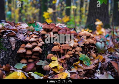 Braune Pilzkolonie auf dem alten Holzstamm. Gruppe von Pilzen, die im Herbstwald wachsen Stockfoto