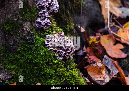 Violetter Pilz und grünes Moos auf dem alten Holzstamm. Gruppe von Pilzen, die im Herbstwald wachsen Stockfoto