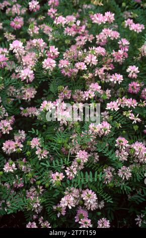 Crownvetch oder Purple Crown vetch (Coronilla varia oder Securigera varia) ist ein mehrjähriges Heilkraut, das in Eurasien und Afrika beheimatet ist. Stockfoto