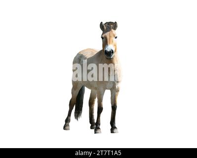 Prozhewalskis Pferd isoliert auf weißem Hintergrund Stockfoto
