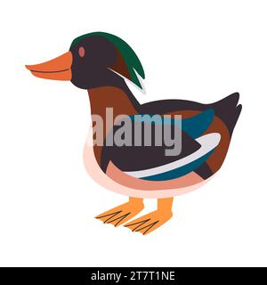 Bunte Ente stehend Wild Natur Geflügel Haustier niedliches kleines Haustier für Viehzucht Farm Wasservögel Stock Vektor