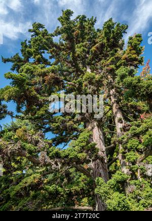 Japanische Sicheltanne, Cryptomeria japonica, Bandai Sugi, Familie Taxodiaceae, im Park auf der Insel Mainau, Bodensee, Baden-Württemberg, GE Stockfoto